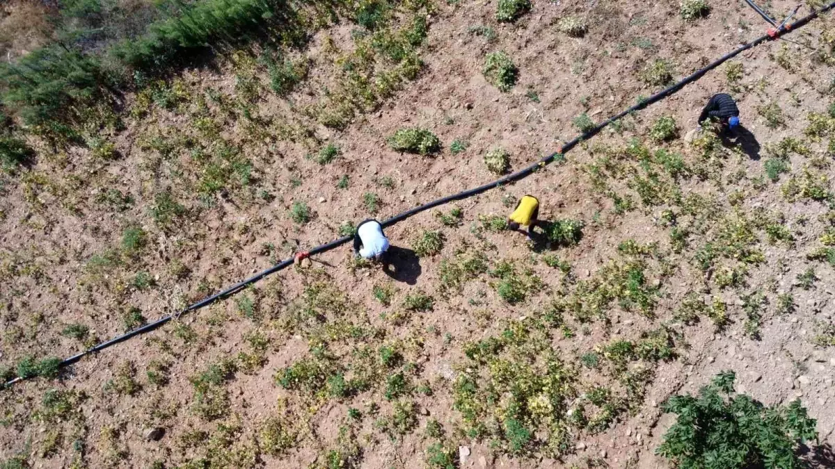 fekede beyaz fasulye hasadi basladi aBesbN2H