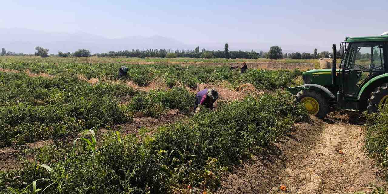 igdirda hasadi basladi kilosu 10 tlden 7 ton hasat bekliyor LTw41taH