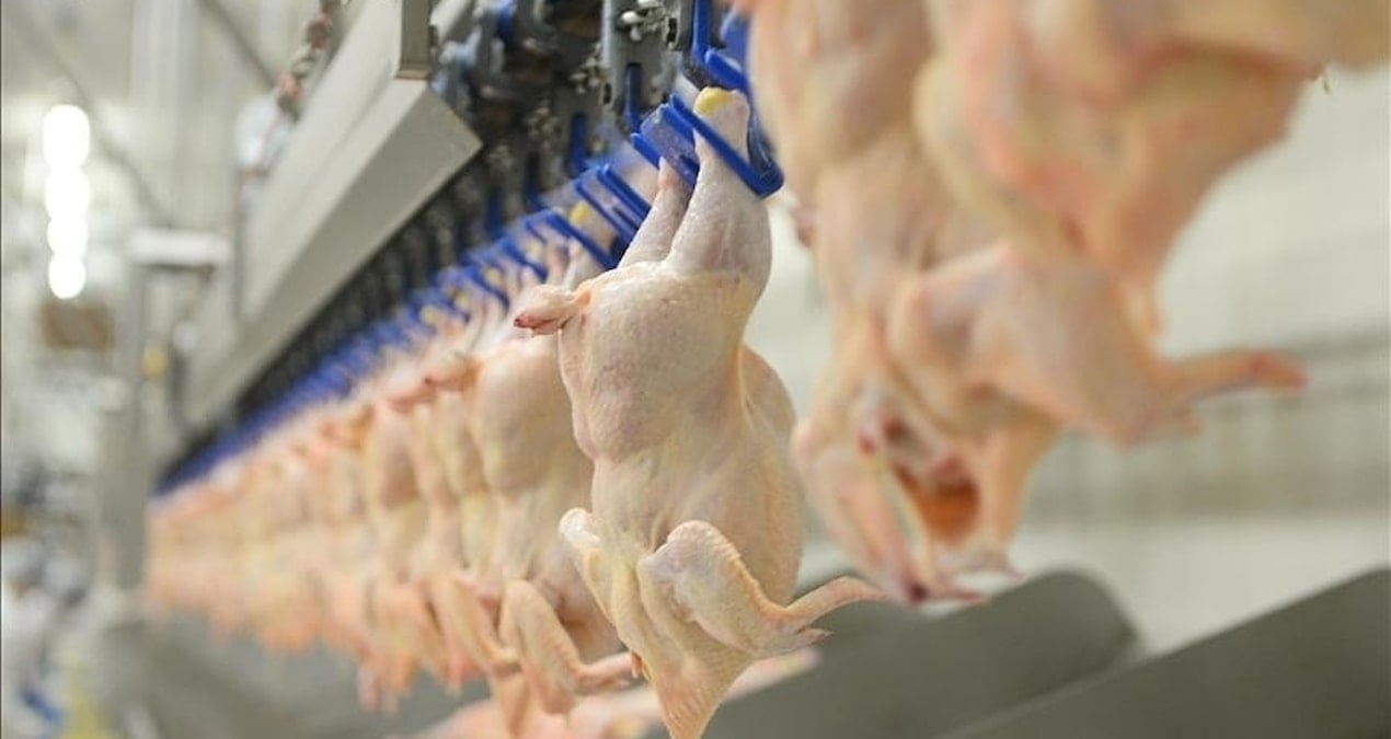 turkiyenin unlu tavuk firmalarina milyonlarca dolarlik ceza Vd756PpF