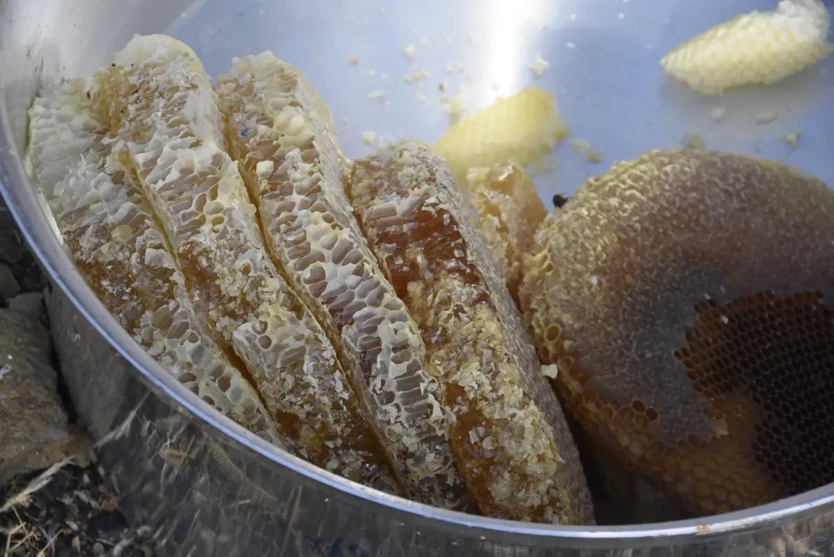 bitliste kara kovan bal hasadi yapildi EEc1G7M2.jpg