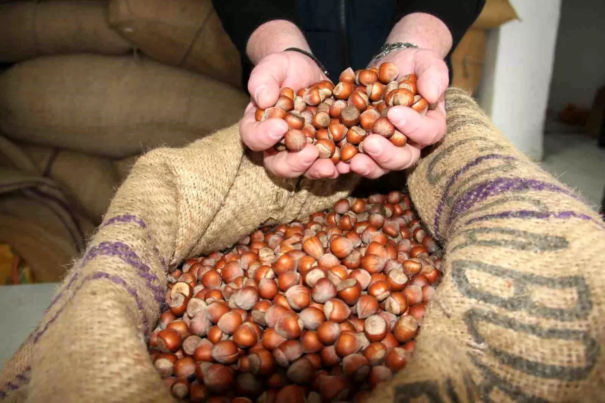 giresunda findik fiyatlari haftayi 315 liradan kapadi HD7fUBWa