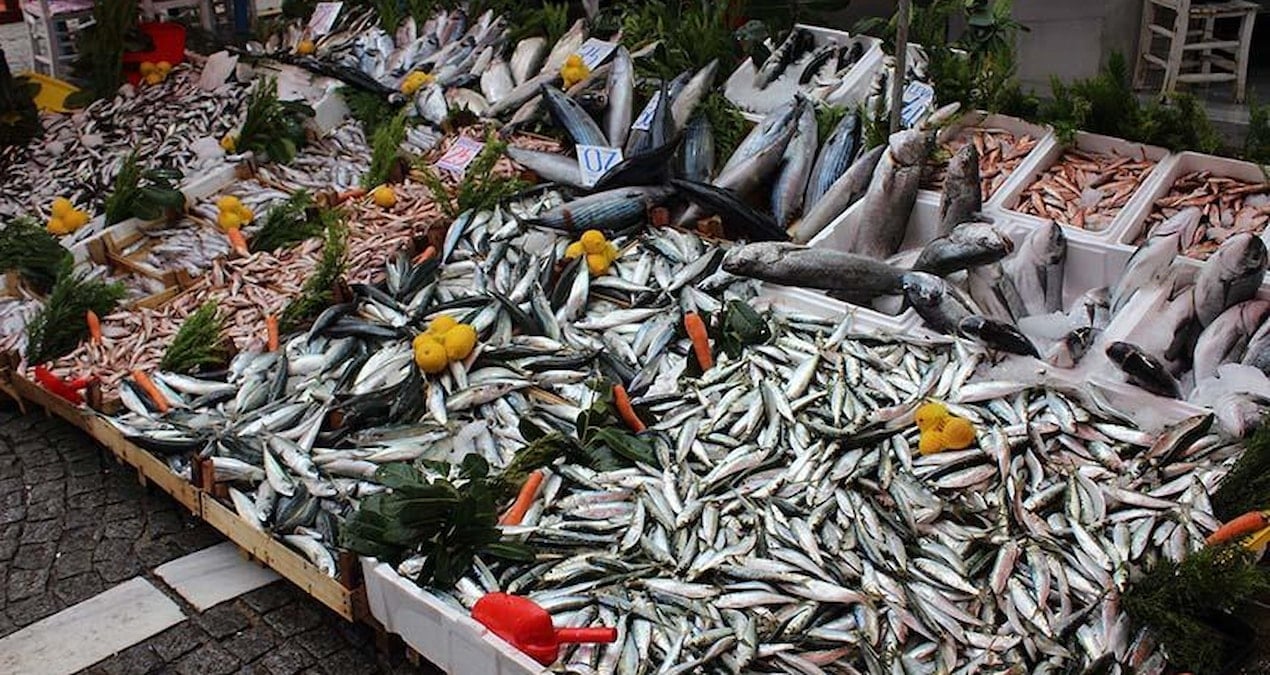 hamsi istavrit mezgit ve somonun fiyati dustu en cok satan balik belli oldu KXiCrVCQ.jpg