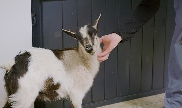 heartland veterinerleri keciler ozel 25 ekim cumartesi 2100de national geographic wild ekranlarinda pF5USaEh.jpg