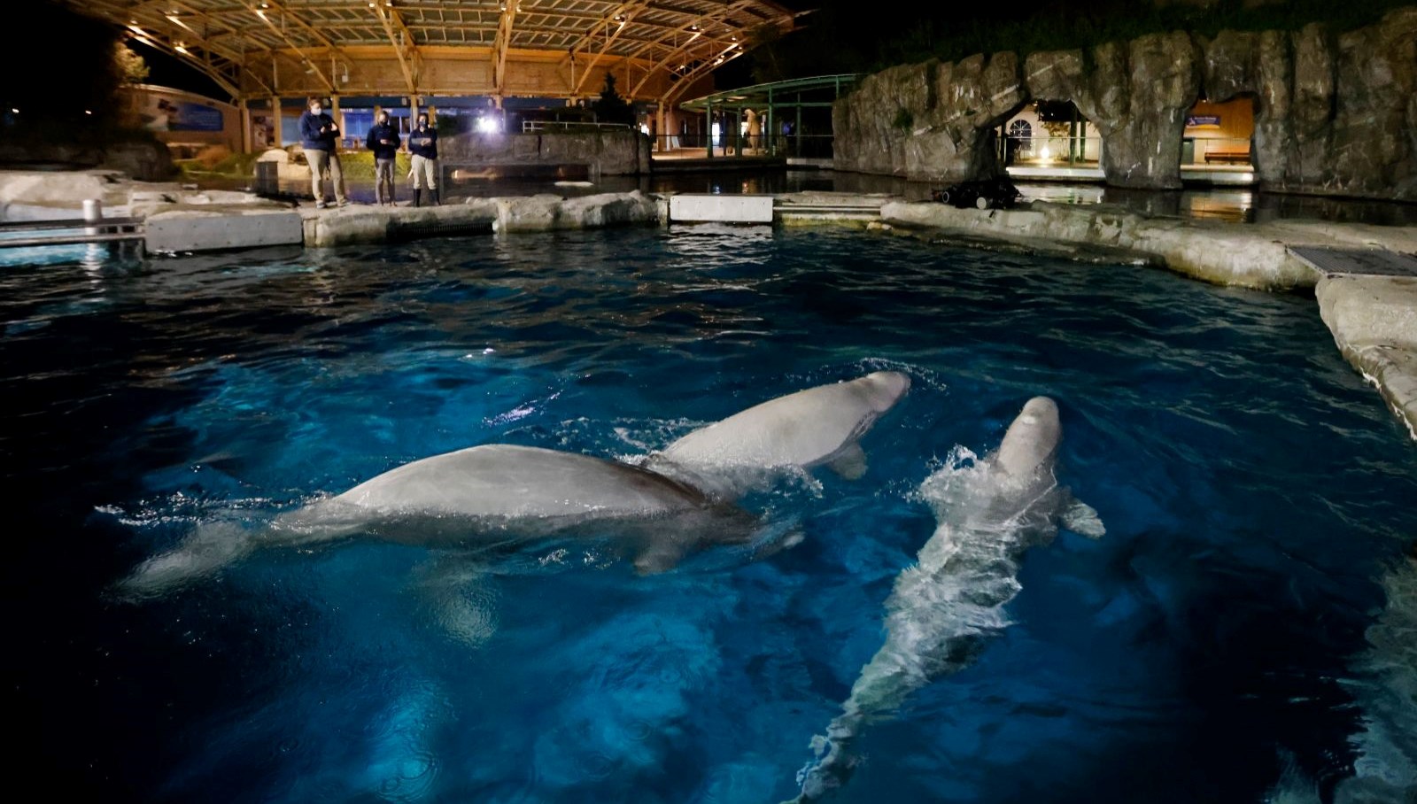 kanadada tepki ceken cagri 30 beluga balinasioldurulebilir ArmpTy2d