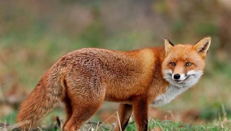 malatyada yaban hayvanlari havadan asilanacak NAB1ribK