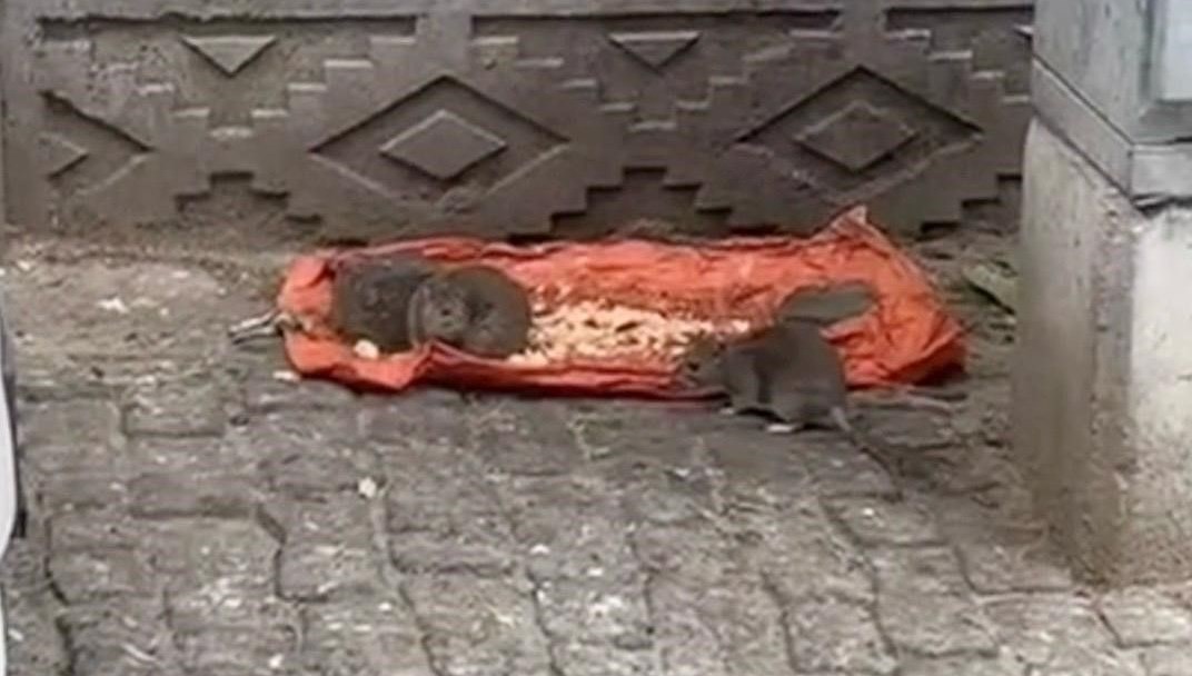 tekirdagda fareler sokaklari basti xn5T9GF2.jpg