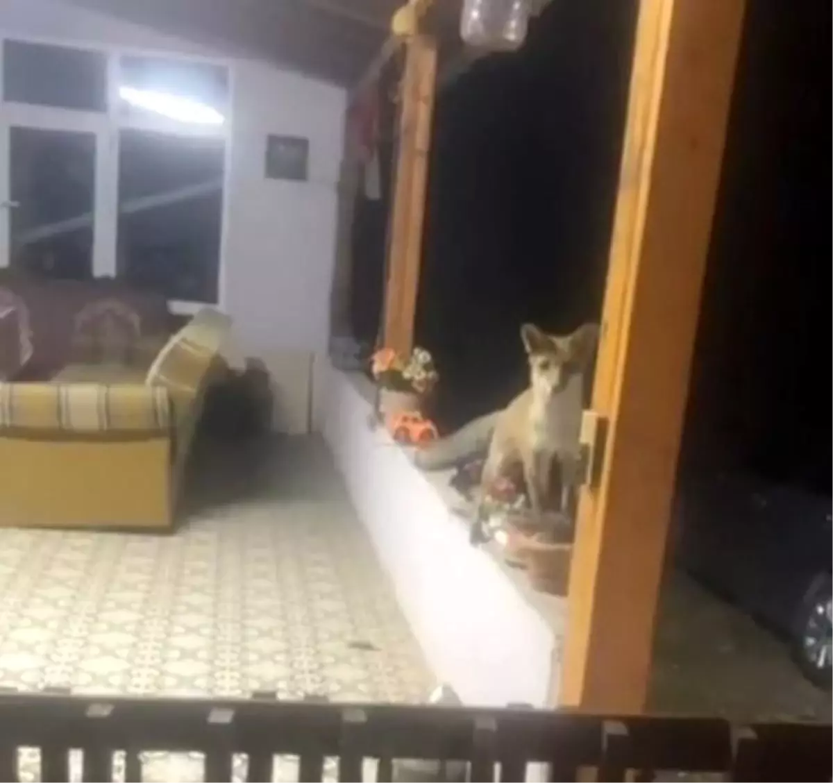 tilki ile ilginc diyalog 7AmKj7bp