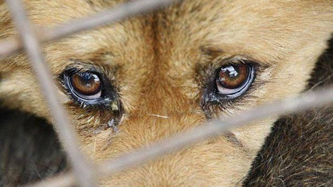 yer samsun kopege iskenceye gozalti g364N396.jpg